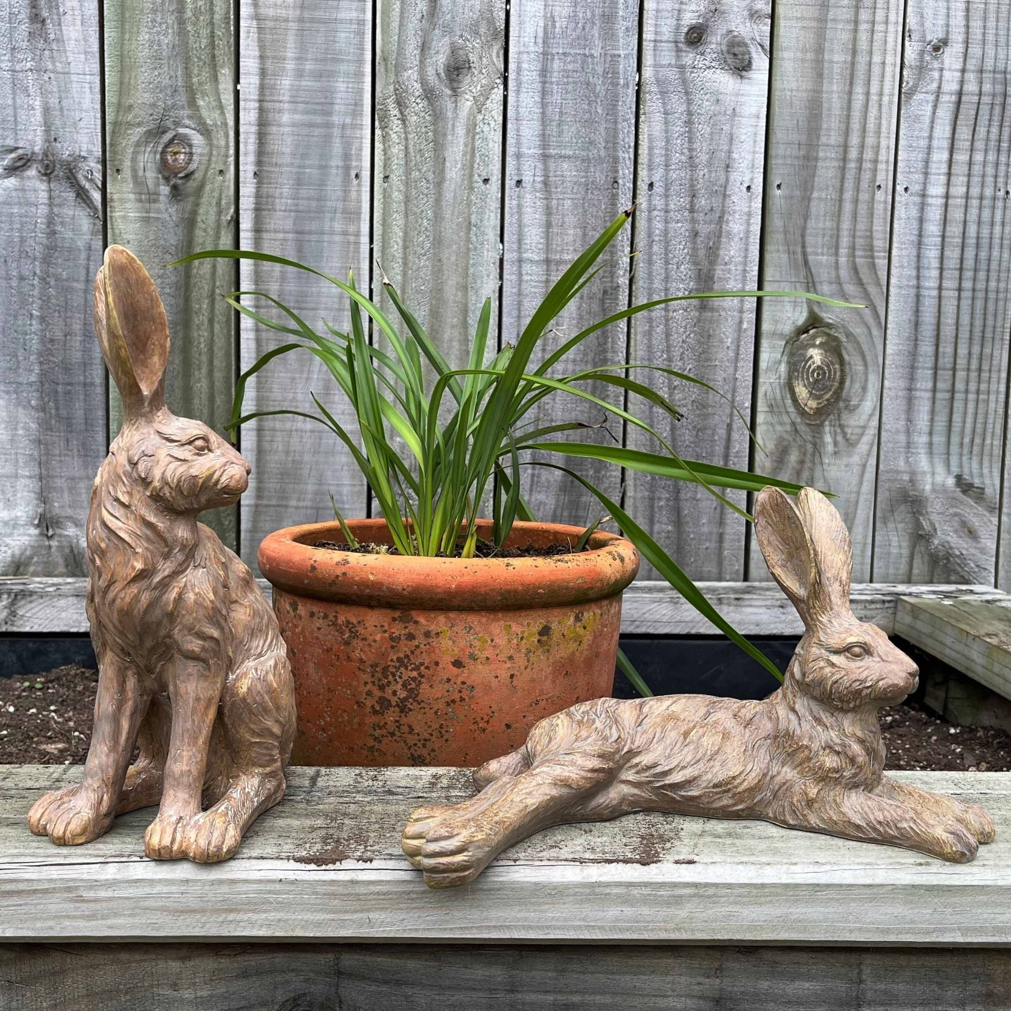 earth hares on garden bed with a potted plant