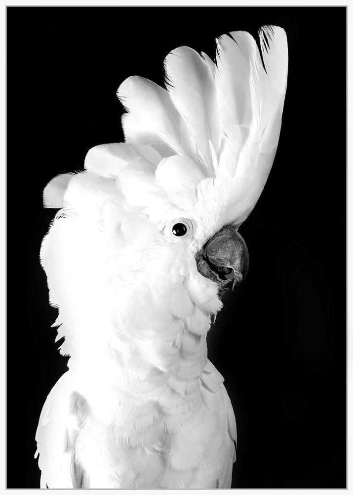 Black and white image of a cockatoo with its feathers spread against a black background