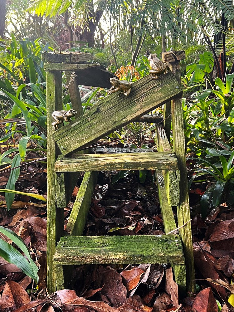 Hanging rim frogs on a wooden ladder in a forest setting with greenery and leaves.
