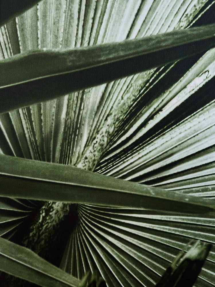 Close-up of palm leaves