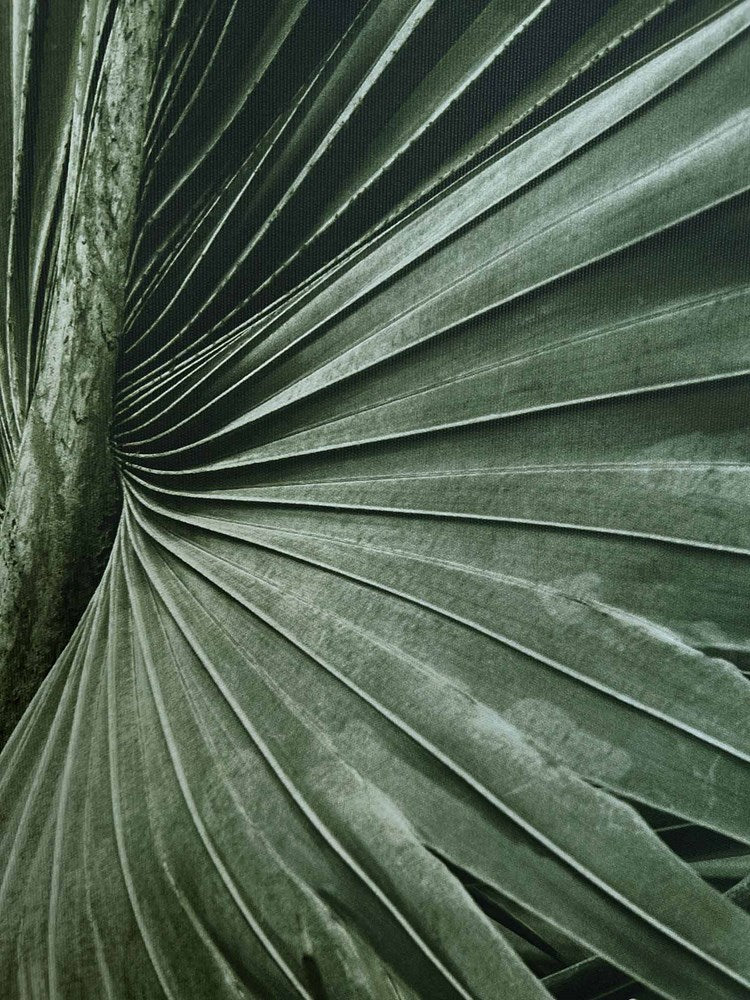 Close-up of a palm leaf with detailed texture