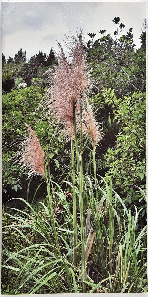 Tall grass with pinkish-brown plumes in a natural setting with trees and shrubs.